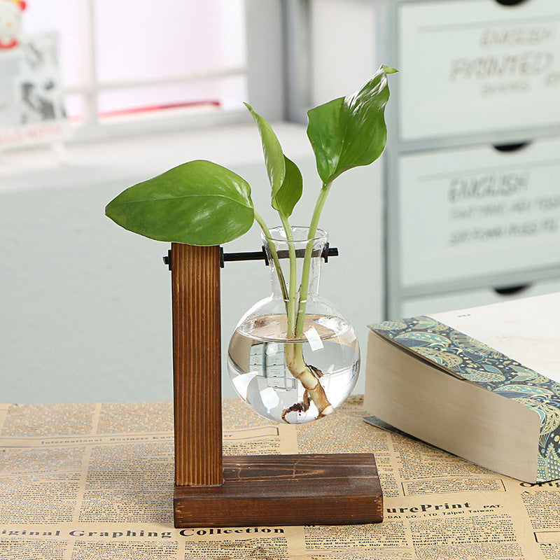 Hydroponic Glass Plant Vase in use
