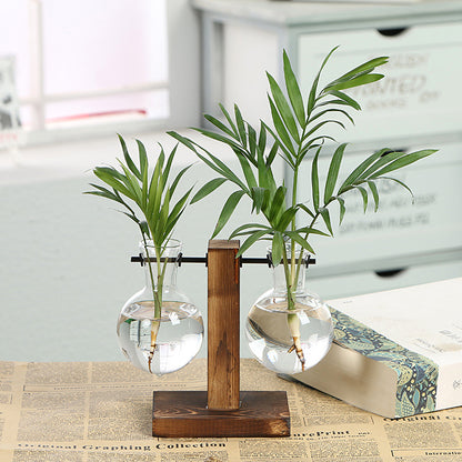 Hydroponic Glass Plant Vase in use